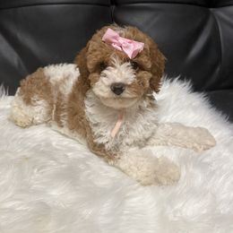 Fancy - Red and white female Cockapoo puppy in Haughton, Louisiana from Bailey’s Cajun Canines