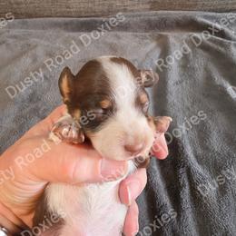 Kolter - Piebald male Dachshund puppy in Blanchard, Oklahoma from Dusty Road Doxies