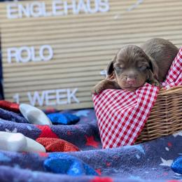 Rolo (Yankee) - Chocolate and tan male Dachshund puppy in Indianapolis, Indiana from Englehaus Dachshunds