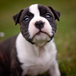 American Staffordshire Terrier Puppies from Ynez Amstaffs