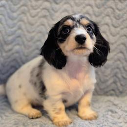 Sammie - Piebald male Dachshund puppy in Denton, Georgia from Pleasantdachs Minis