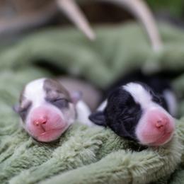 Border Collie, Papillon, Sporty Mix, and Whippet Puppies from Old Hemp Border Collies / Open Horizon Sport Dogs