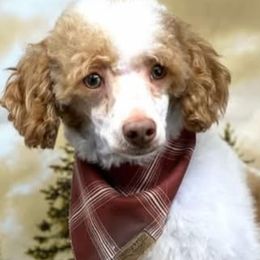 Bernedoodles from Puppy Place