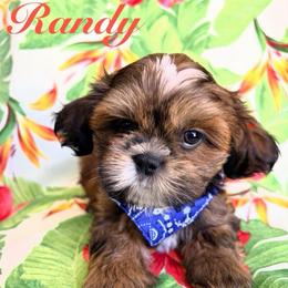 Randy - Red male Shih Tzu puppy in Hemet, California from Aloha Shih Tzu
