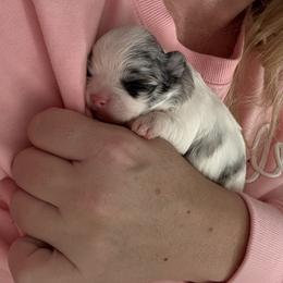 Chihuahua Puppies from Dreamy Divine Chihuahuas