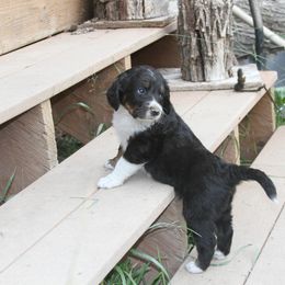 Bernedoodle and Bernese Mountain Dog Puppies from Basin Berners