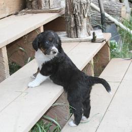 Bernedoodle and Bernese Mountain Dog Puppies from Basin Berners