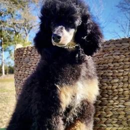 Cleo - Poodle