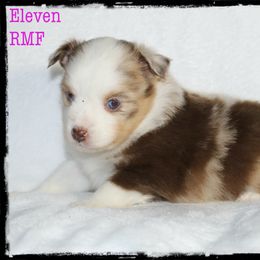 Eleven - Red merle Miniature Australian Shepherd puppy in Jacksonville, Texas from AG Toy & Mini Aussies