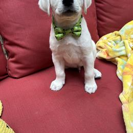Boy 4 - Yellow male Labrador Retriever puppy in Holly Springs, North Carolina from Winter Creek Labradors