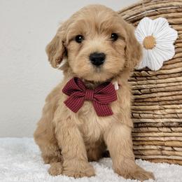 Gus - Apricot male Goldendoodle puppy in Temecula, California from Oodles O'Doodles