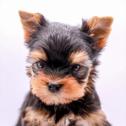 Yorkshire Terrier Puppies from Essence of Grace Yorkies