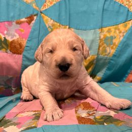 Sven - Cream male Goldendoodle puppy in Texas from Doodles Divine