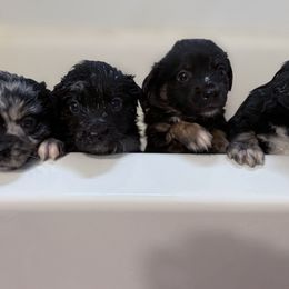 Miniature Australian Shepherd Puppies from Peace Creek Aussies