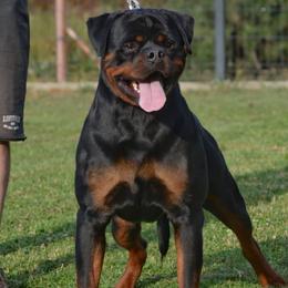 Eden - Rottweiler