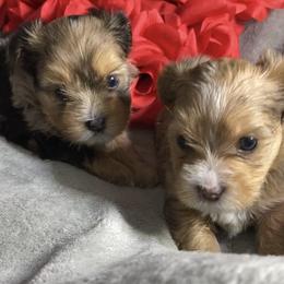 Yorkshire Terrier puppies from Teddy Bear Yorkies
