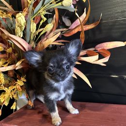 Vinny - Black and tan male Chihuahua puppy in Northboro, Iowa from So Sweet Chihuahuas