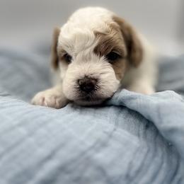 Kane - Red male Havapoo puppy in Loveland, Colorado from Littledoodles2love