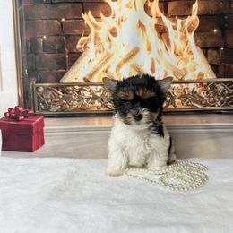 AKC Teddy 2500 - Black tan and white male Biewer Terrier puppy in Douglas, Georgia from South Georgia Yorkies and Biewers