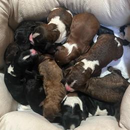 Girl 6 - Brown and white female Aussiedoodle puppy in Clarkston, Washington from Doodle & Poodle Palace