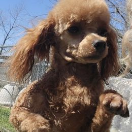 Foxy - Poodle