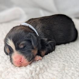 White - Tri-color male Bernedoodle puppy in Connecticut from Valley View Doodles