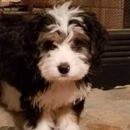 Bernedoodles, Goldendoodles, and Poodles from Wagging Tailz Pups
