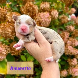 Amaretto - Merle female Bernedoodle puppy in Midland, Michigan from Northern Charm Farm