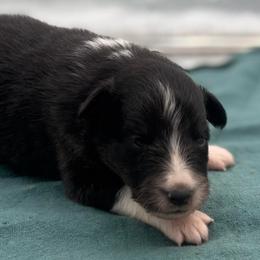 Boy 3 - Black white and tan male Shetland Sheepdog puppy in Pensacola, Florida from Nancy Barger's Siberian Huskies