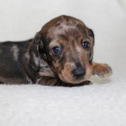 Georgia (very unique and very small) - Dapple female Dachshund puppy in Fairfax, Iowa from Grayson’s Lovable Dachshunds