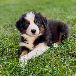 Monica - Black tri-color female Australian Shepherd puppy in Ephrata, Pennsylvania from Weavers Indian Run Aussies