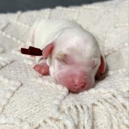Merlot - Chalk female Australian Labradoodle puppy in Auburn, Washington from West Valley Labradoodles