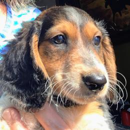 Micky - Piebald male Dachshund puppy in Bangs, Texas from Lickin'bach Miniature Dachshunds