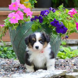 Pembroke Welsh Corgi Puppies from C&G Corgis