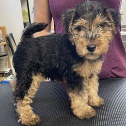 Fiona - Grizzle and tan female Lakeland Terrier puppy in Avon Park, Florida from Kerifield Blue Terriers