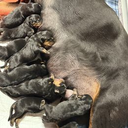 Female 1 - Black and mahogany female Rottweiler puppy in Arizona from TRK Rottweilers