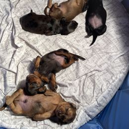 Dachshund Puppies from Doxie Gang
