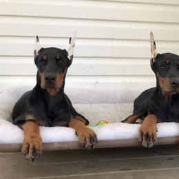 Doberman Pinscher Puppies from Imperium Dobermann Kennel