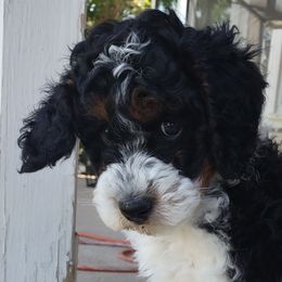 Aussiedoodles and Poodles from Ray Poodles