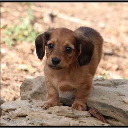 Dachshund and Pug Puppies from Wiggle'n V Ranch