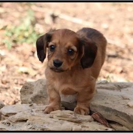 Dachshund and Pug Puppies from Wiggle'n V Ranch