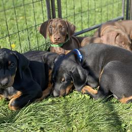 Doberman Pinscher Puppies from Jensen Dobermans