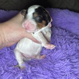 Charm - Tri-color male Cavapoo puppy in Mount Vernon, Texas from S and J Cavapoos