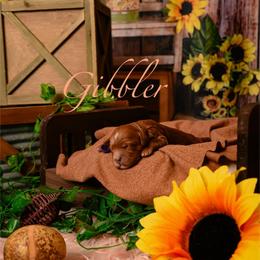 Gibbler - Red  female Goldendoodle puppy in Syracuse, Utah from 2 Bros Doodles