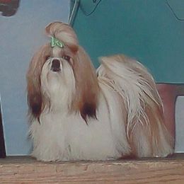 Shih Tzus from My Shih Tzus