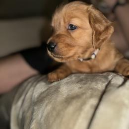 Golden Retriever Puppies from Golden Wiggle Retrievers