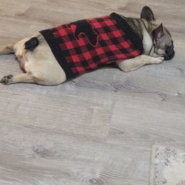 "Christmas morning" French Bulldog Puppies from Fancy Frenchies