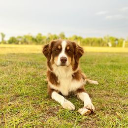 Lilah - Australian Shepherd