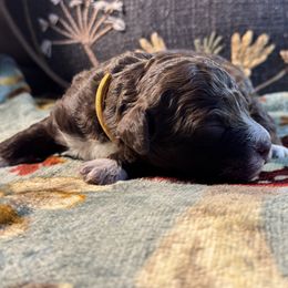 Girl 3 - female Lagotto Romagnolo puppy in Westlake, Oregon from Premier Truffles