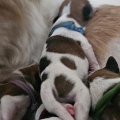 Sky Blue Boy - White and brown Kromfohrlander puppy in Pickerington, Ohio from Cynthia  Lear